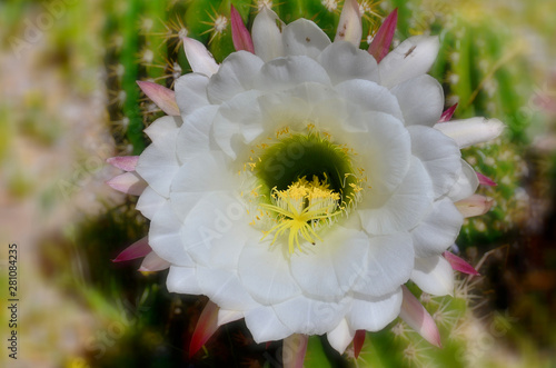 Blooming cactus flowers. Tonto National Monument is a National Monument in the Superstition Mountains, in Gila County of central Arizona.  photo