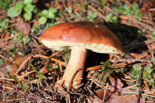 Imleria badia or Bay bolete mushroom. July, Belarus