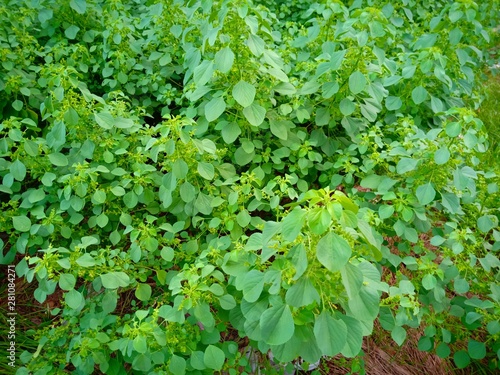 background of green leaves