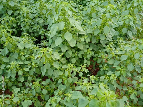 background of green leaves
