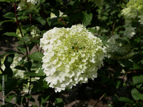 exquisite white hydrangea "annabelle" flowers (hydrangea arborescens “annabelle”) white hydrangea flowers in the garden on a Sunny summer day.