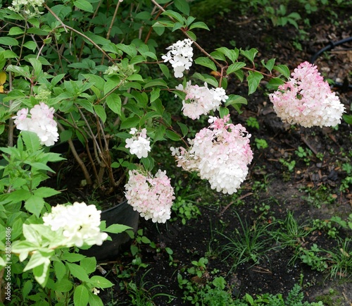 Hydrangea paniculata Siebold 