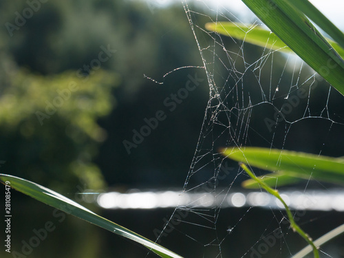 Close up / macro spider web with water droplets, on plants by river bank on bright sunny day
