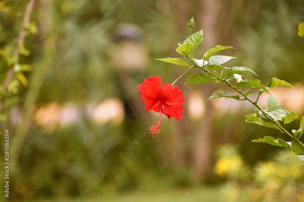 Obraz premium Glowing red flower in park
