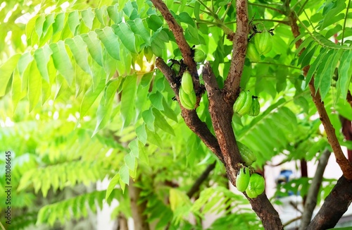 Averrhoa Bilimbi or Tree Sorrel Fruits on The Branch