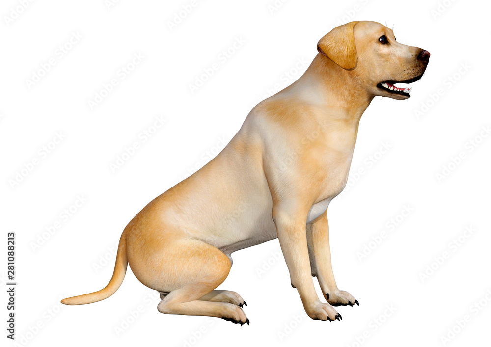 Fototapeta 3D Rendering Labrador Dog on White