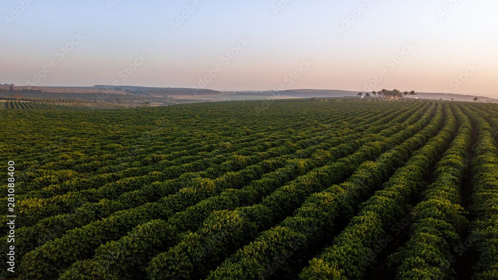 Aerial view of coffee plantation. Sunrise.