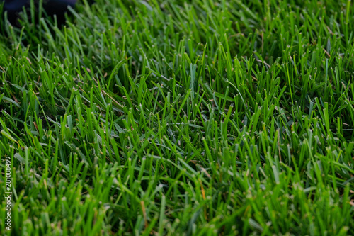 green grass with water drops