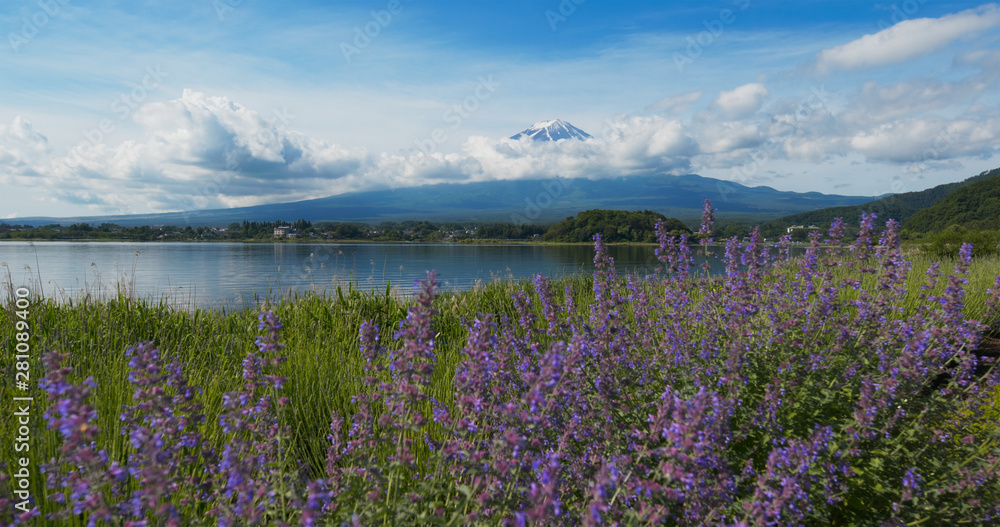 Obraz premium Mountain Fujisan and Lavender field in Kawaguchiko in Japan
