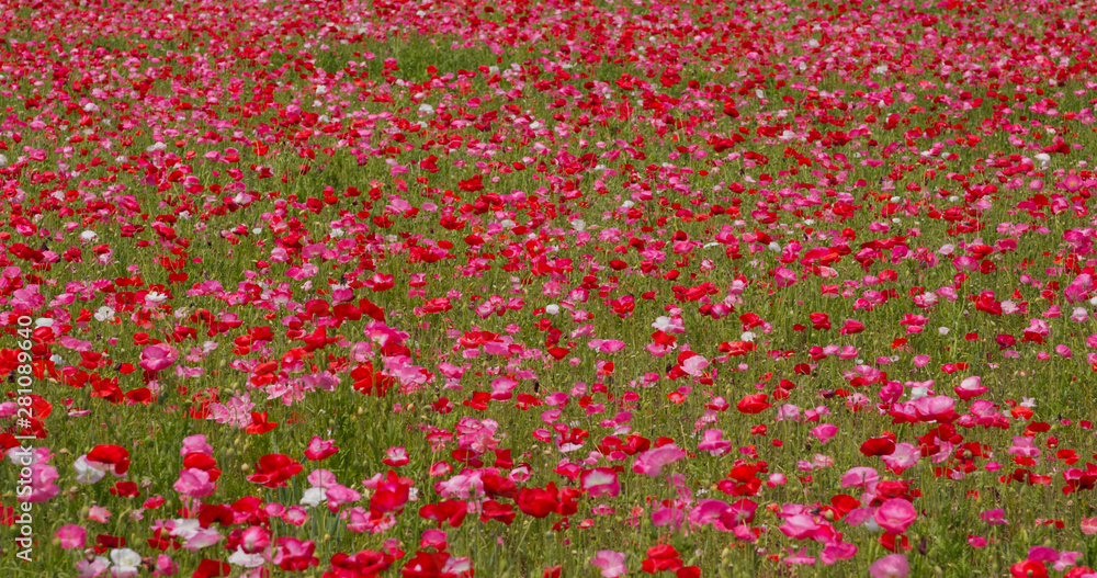 Pink poppy flower field garden