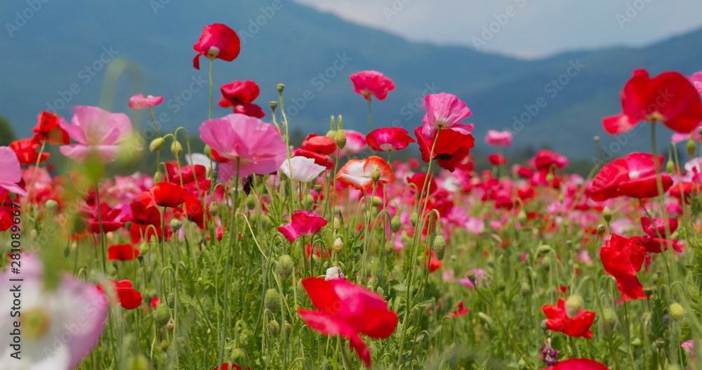 Beautiful Poppy flower garden park Beautiful Poppy flower garden park