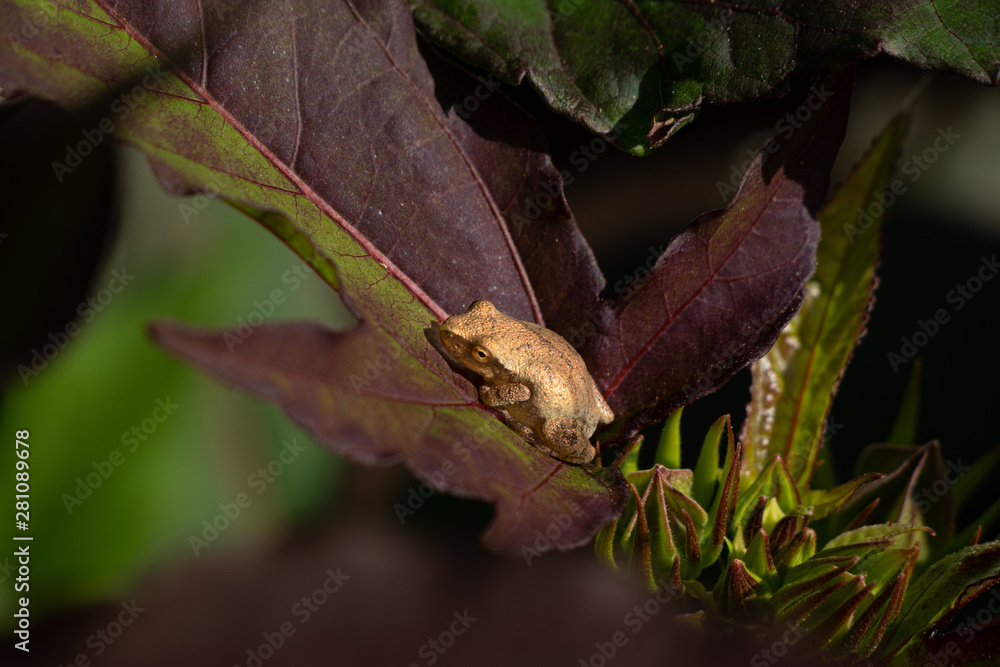 Obraz premium Tiny gold colored frog on giant hibiscus leaf