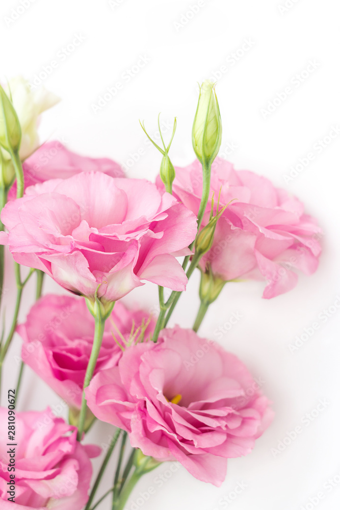 Pink eustoma flowers on white background, vertical composition