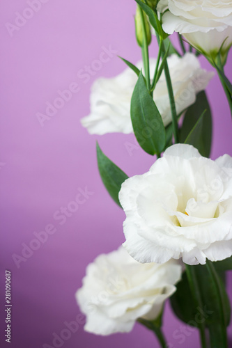 Wallpaper Mural Close up of white eustoma flowers on purple background Torontodigital.ca
