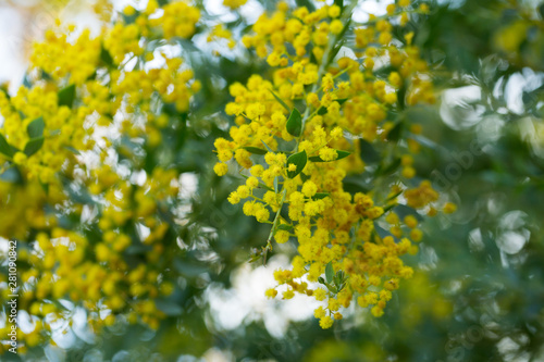 Yellow flowers of the australian acacia cultriformis