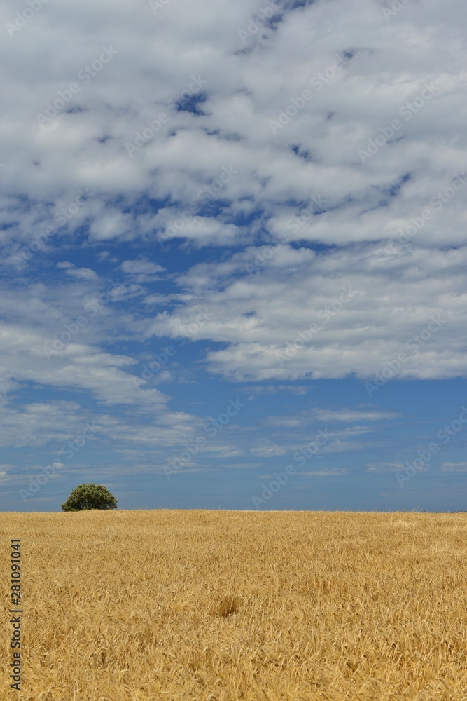 Wheat crop, Jersey, U.K. Summer agriculture.