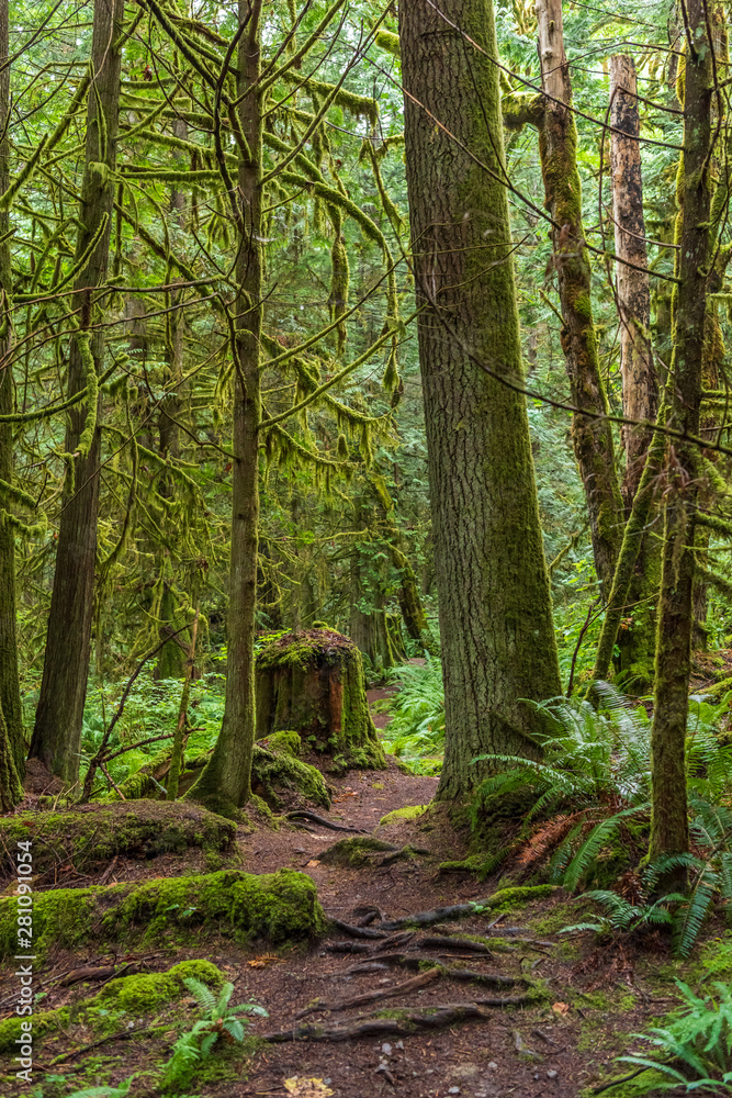Obraz premium View at Mountain Trail in British Columbia, Canada. Forest Background.