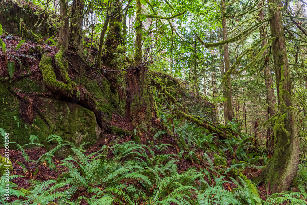 Obraz premium View at Mountain Trail in British Columbia, Canada. Forest Background.