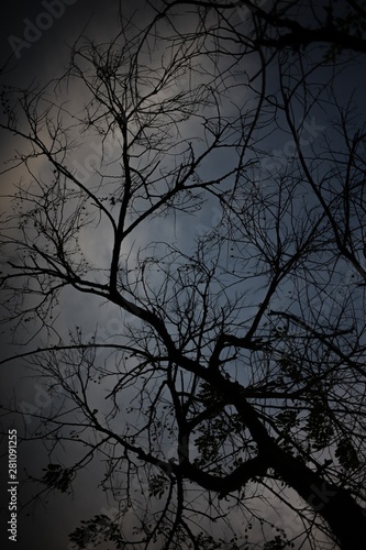 shadow of the tree in fall season