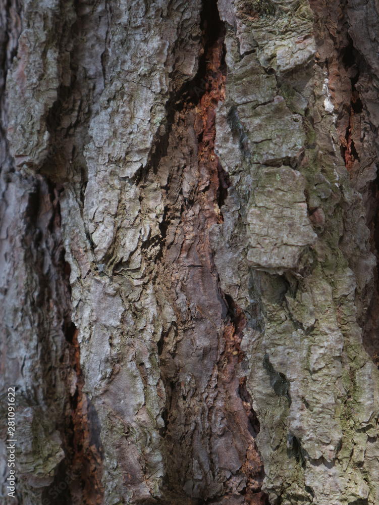 Textura de madera, árbol viejo