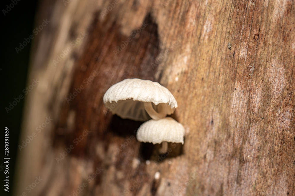 Mushroon Om tree 01