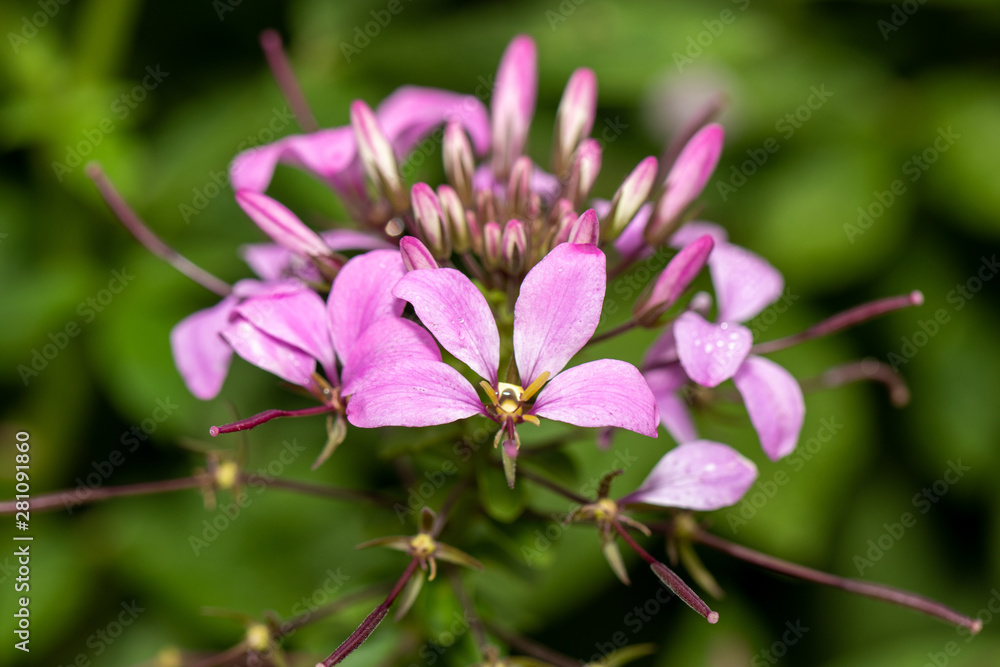 Pink Flower 01 Pink Flower 01