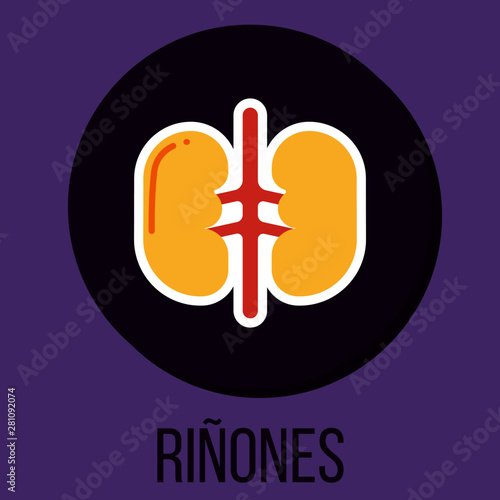 RIÑONES