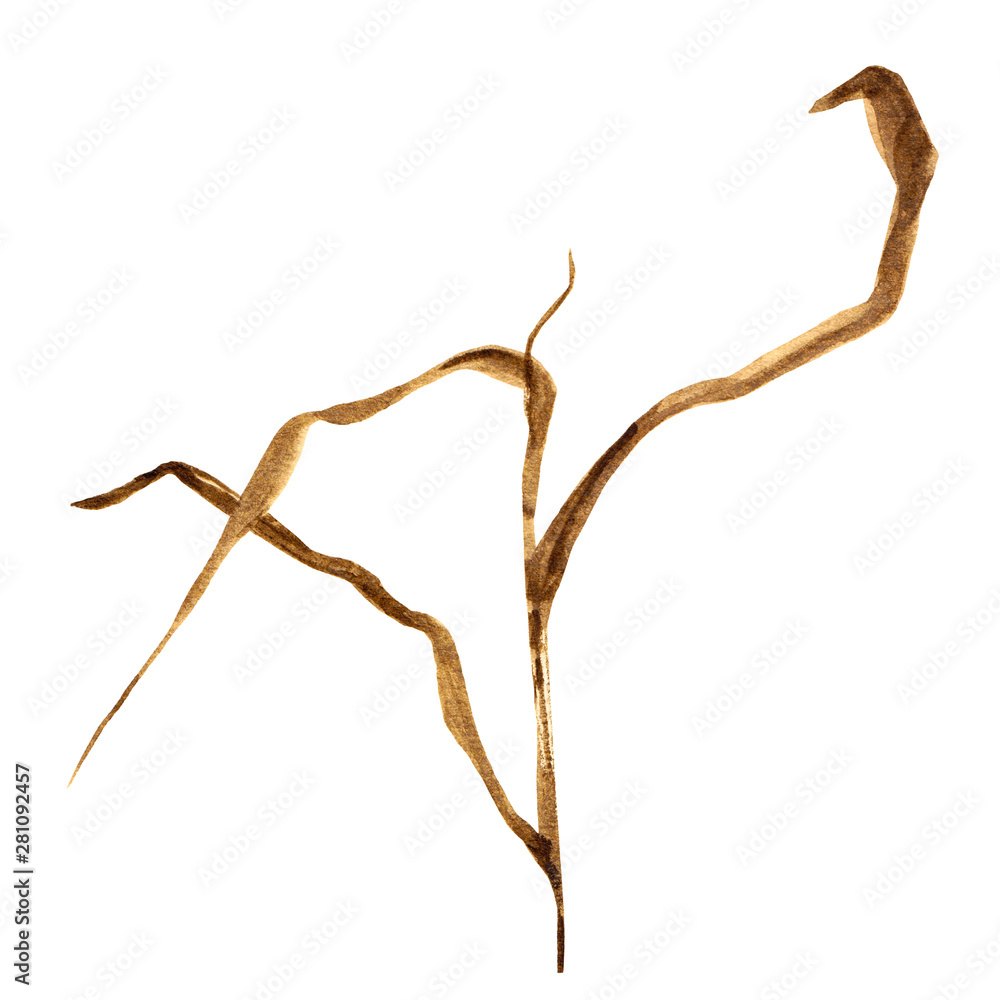 Dry blade of grass watercolor artistic illustration Dry blade of grass watercolor artistic illustration