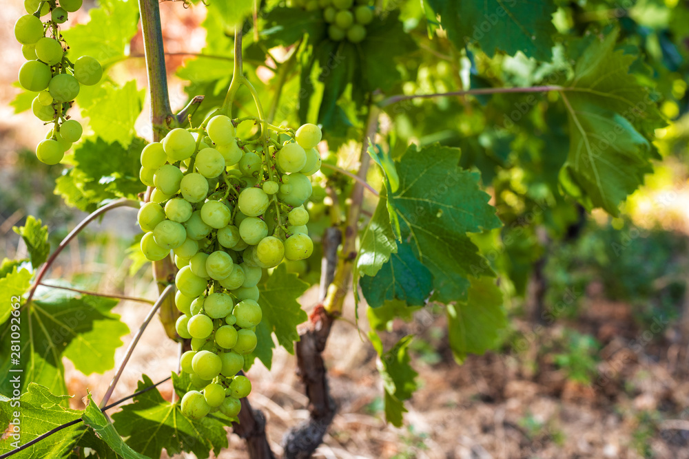 Close-up of a bunch of unripe grapes in an organic vineyard. Traditional agriculture. Sardinia.