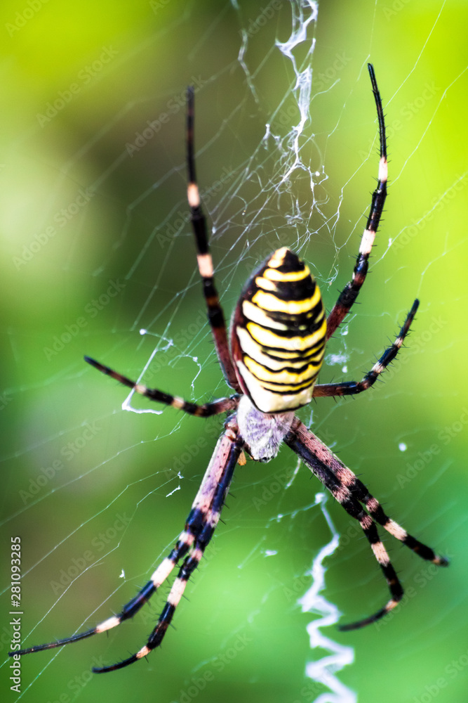 Big yellow and black spider on a his own spider web Big yellow and black spider on a his own spider web