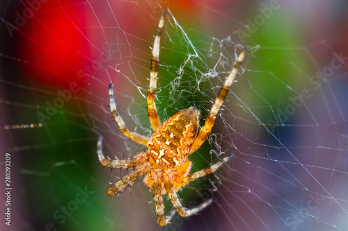 Big yellow and black spider on a his own spider web © Milan
