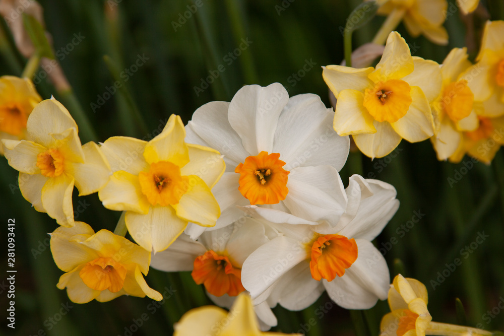 daffodils in the garden