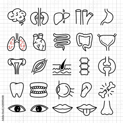 Doodle hand drawn Internal organs