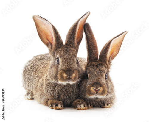 Two small rabbits. © voren1