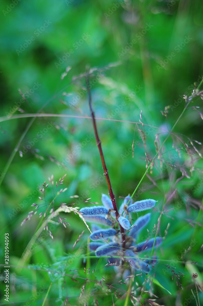Wither seed pods of lupine