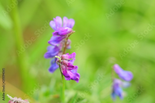 Bunches of beautiful purple flowers  blurred background