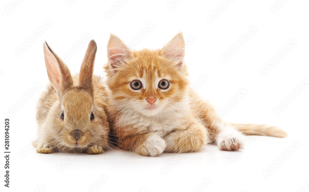Red kitty and bunny. Red kitty and bunny.