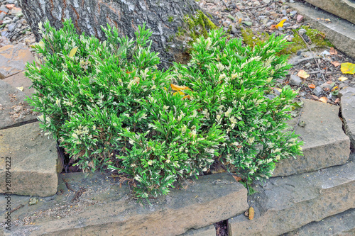 Billede på lærred Little plant of Cossack Juniper (Juniperus Variegata) with variegated needles