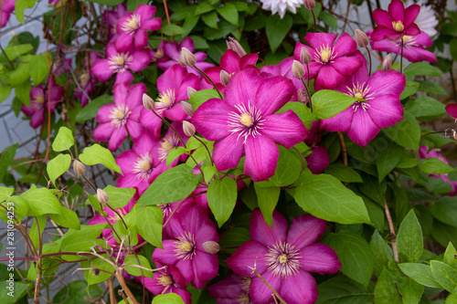pink clematis in garden photo