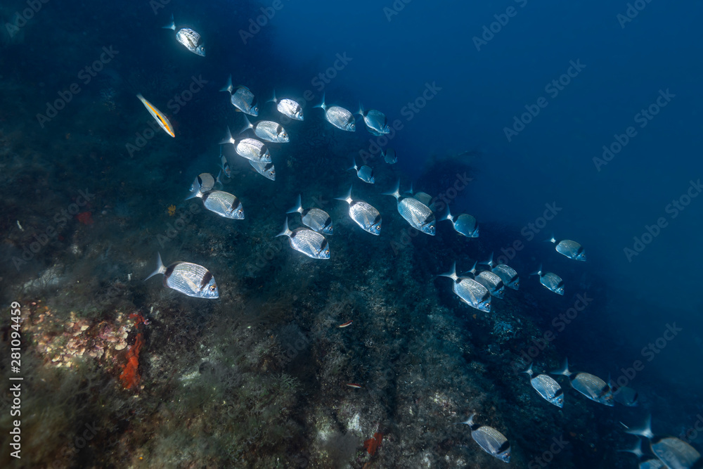 Fototapeta premium Common two banded seabream (Diplodus vulgaris)
