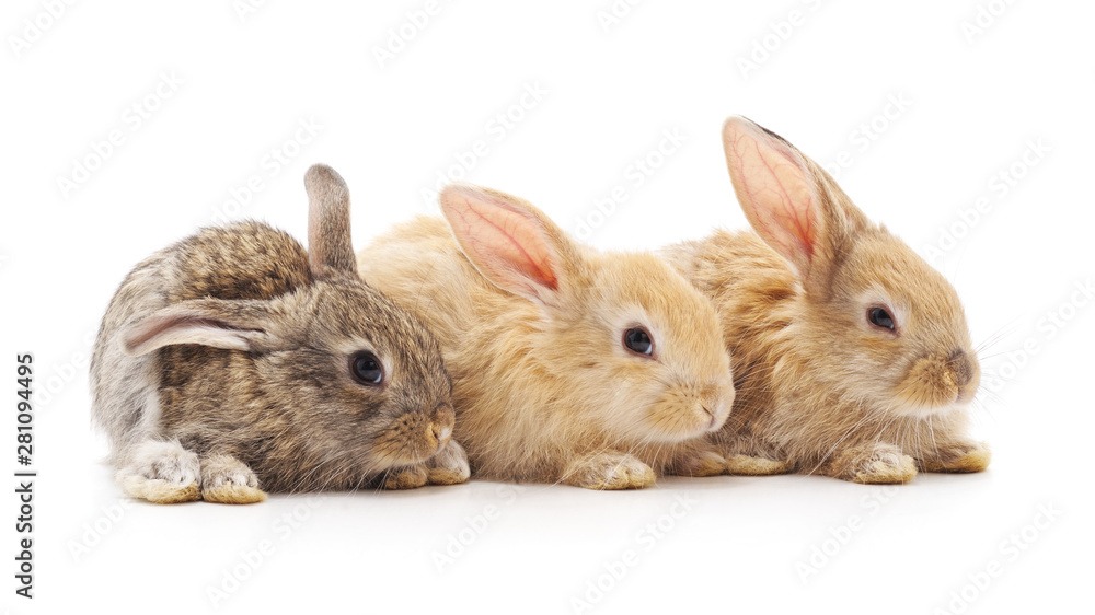 Obraz premium Three small rabbits.