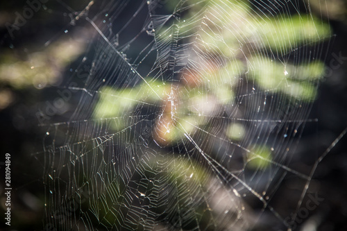 Big cobweb close up