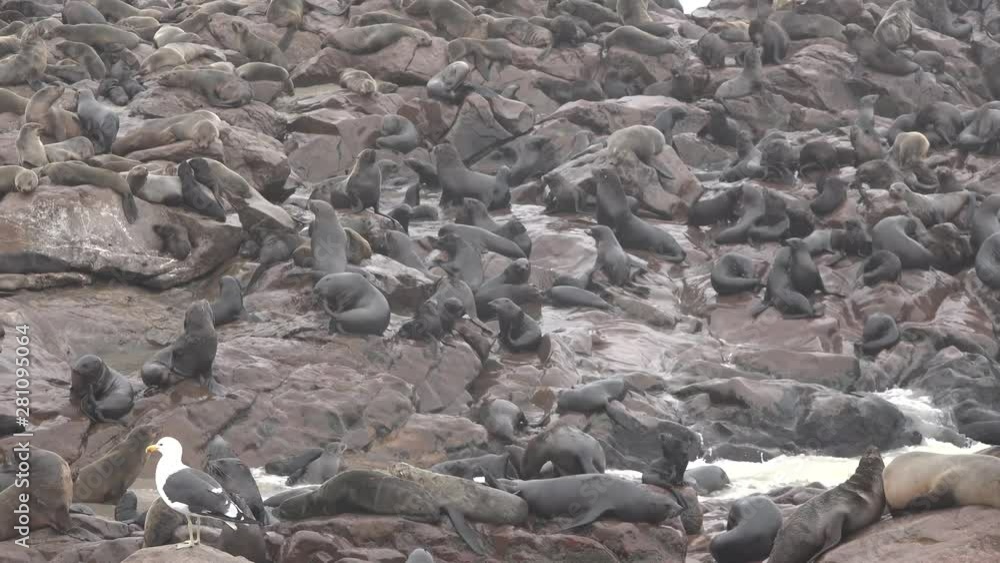 A colony of seals on the shores of the Atlantic. A colony of seals on the shores of the Atlantic.