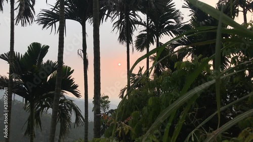 Sunset through a palm trees forest in the exotic mountains of Chiayi County, Taiwan photo