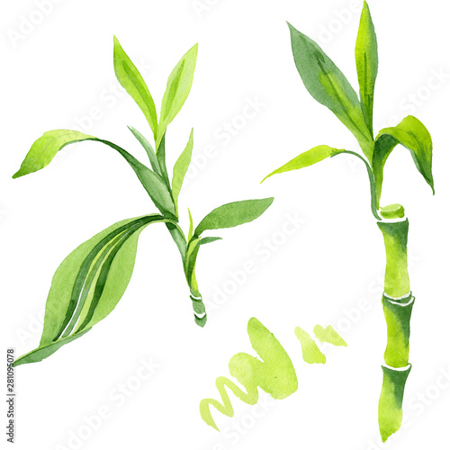 Bamboo green leaves. Watercolor background illustration set. Isolated bamboo illustration element. photo