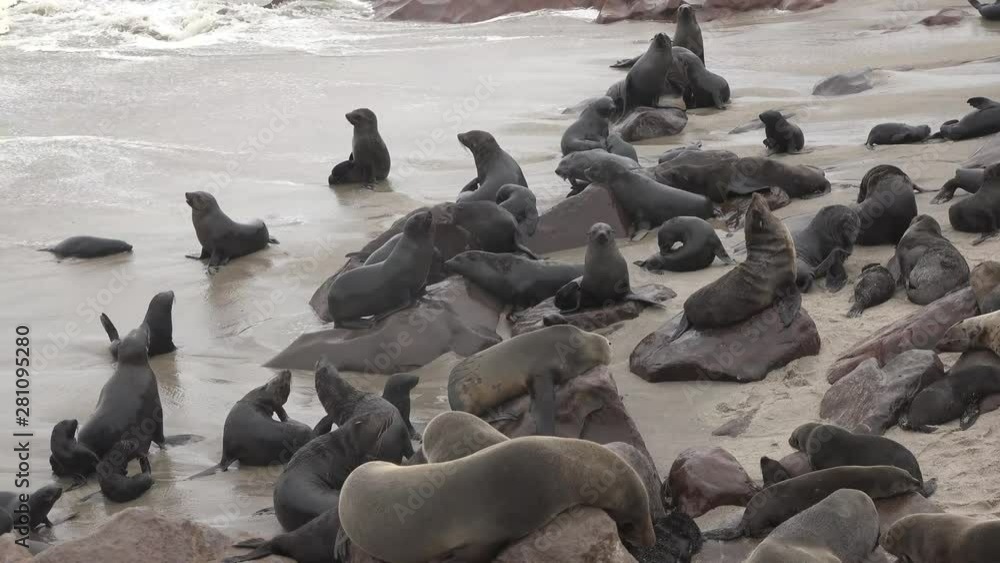 Colony of seals on the shore of the Atlantic Ocean. Colony of seals on the shore of the Atlantic Ocean.