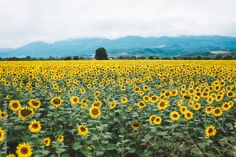 Sunflower field