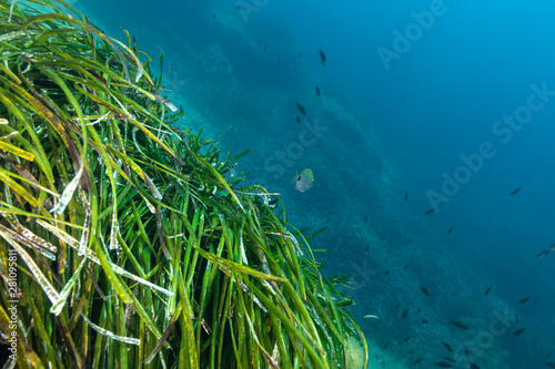 Seagrass (Posidonia oceanica) mediterranean sea.