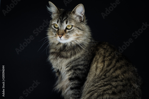 Lovely cat © catsanddrinks