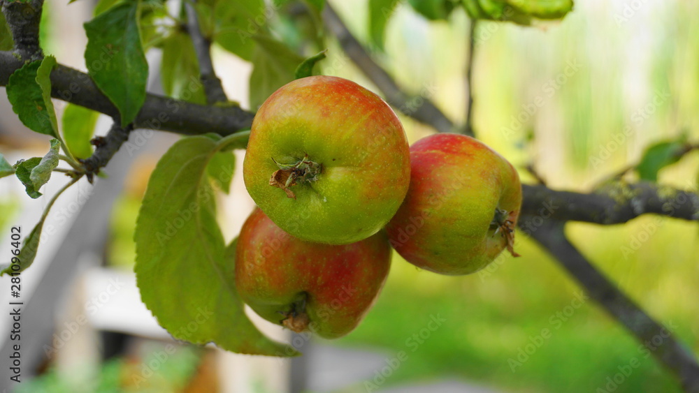 Ripe red apples and green leaves on the branch in the apple orchard close up. 